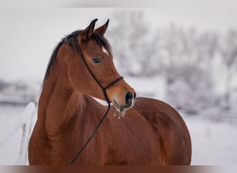 Arabian horses, Mare, 7 years, 14,3 hh, Brown