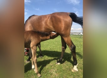 Arabian horses, Mare, 7 years, 14,3 hh, Brown