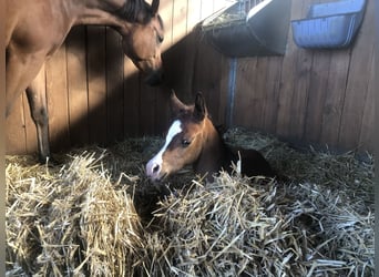 Arabian horses, Mare, 7 years, 14,3 hh, Brown