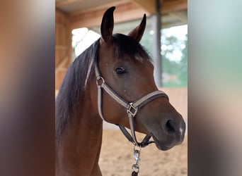 Arabian horses, Mare, 7 years, 14,3 hh, Brown