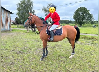 Arabian horses, Mare, 7 years, 14,3 hh, Brown