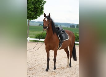 Arabian horses, Mare, 7 years, 14.3 hh, Brown