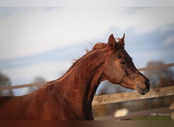 Arabian horses, Mare, 7 years, 14.3 hh, Chestnut