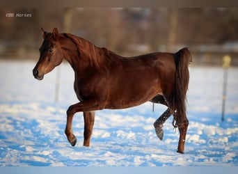 Arabian horses, Mare, 7 years, 14.3 hh, Chestnut