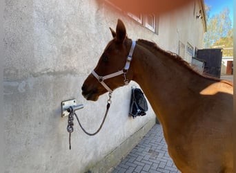 Arabian horses, Mare, 7 years, 14.3 hh, Chestnut-Red