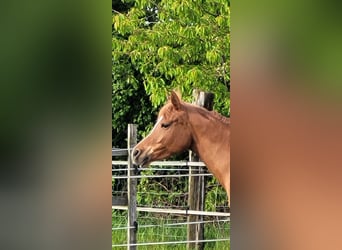 Arabian horses, Mare, 7 years, 14.3 hh, Chestnut-Red