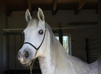 Arabian horses, Mare, 7 years, 14.3 hh, Gray