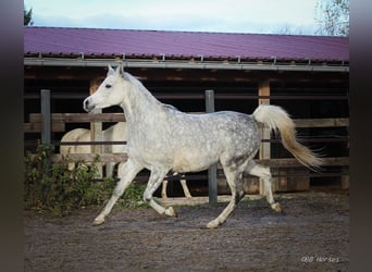 Arabian horses, Mare, 7 years, 14.3 hh, Gray