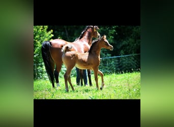 Arabian horses, Mare, 7 years, 14,3 hh, Brown