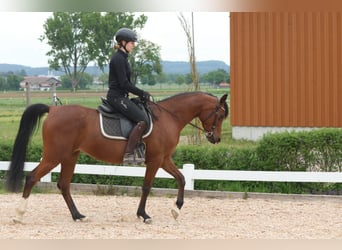 Arabian horses, Mare, 7 years, 14,3 hh, Brown