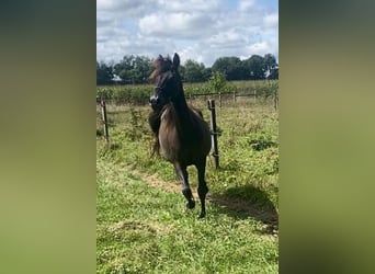 Arabian horses, Mare, 7 years, 15,1 hh, Black