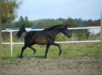 Arabian horses, Mare, 7 years, 15,1 hh, Brown