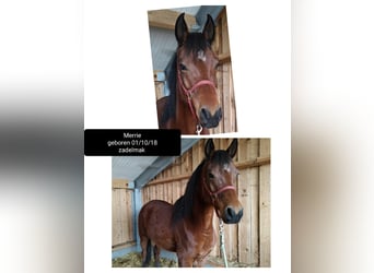 Arabian horses, Mare, 7 years, 15,1 hh, Brown