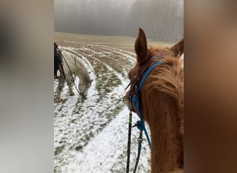 Arabian horses, Mare, 7 years, 15,1 hh, Chestnut-Red