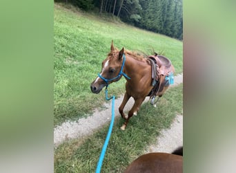 Arabian horses, Mare, 7 years, 15,1 hh, Chestnut-Red