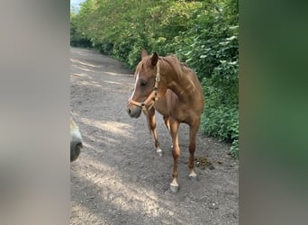 Arabian horses, Mare, 7 years, 15,1 hh, Chestnut-Red