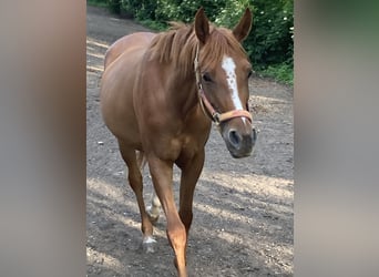 Arabian horses, Mare, 7 years, 15,1 hh, Chestnut-Red