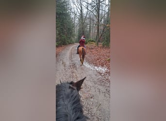 Arabian horses, Mare, 7 years, 15,1 hh, Chestnut-Red