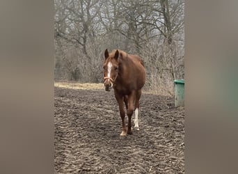 Arabian horses, Mare, 7 years, 15,1 hh, Chestnut-Red