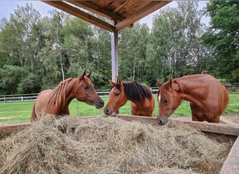 Vollblutaraber, Stute, 7 Jahre, 15,1 hh, Fuchs