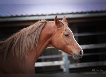 Arabian horses, Mare, 7 years, 15,1 hh, Chestnut-Red