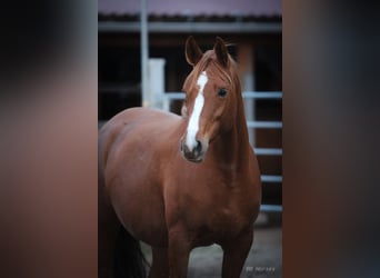 Arabian horses, Mare, 7 years, 15,1 hh, Chestnut-Red