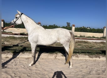 Vollblutaraber, Stute, 7 Jahre, 15,1 hh, Schimmel