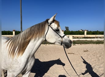 Vollblutaraber, Stute, 7 Jahre, 15,1 hh, Schimmel