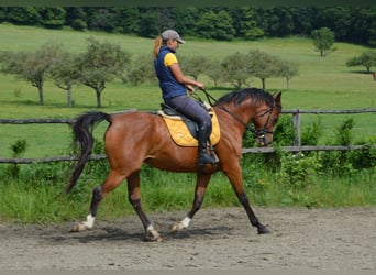 Arabian horses, Mare, 7 years, 15.2 hh, Bay