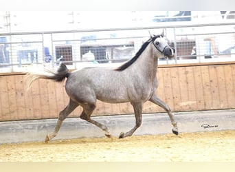 Arabian horses, Mare, 7 years, 15.3 hh, Gray