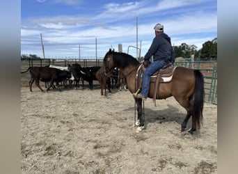 Arabian horses, Mare, 7 years, 15 hh, Bay