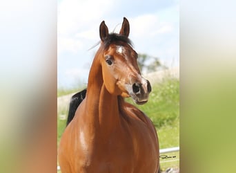 Arabian horses, Mare, 7 years, 15 hh, Brown