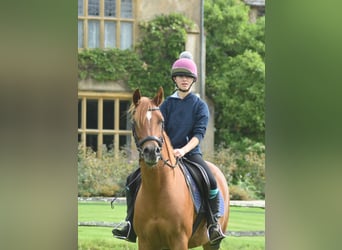 Arabian horses, Mare, 7 years, 15 hh, Chestnut