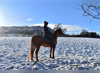 Arabian horses, Mare, 7 years, 15 hh, Chestnut