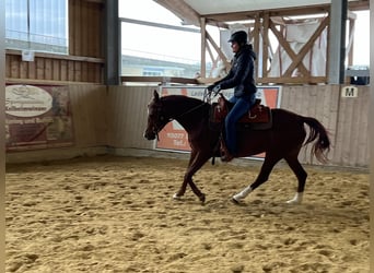 Arabian horses, Mare, 7 years, 15 hh, Chestnut-Red