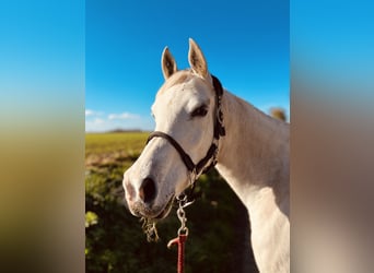 Arabian horses, Mare, 7 years, 15 hh, White