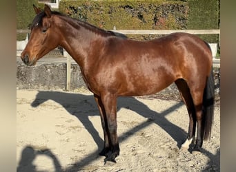 Arabian horses, Mare, 7 years, 15,1 hh, Brown