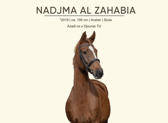 Arabian horses, Mare, 7 years, 15,1 hh, Chestnut-Red