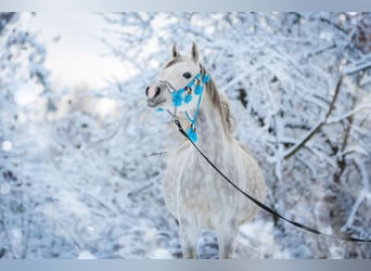 Arabian horses, Mare, 7 years, 15,1 hh, Gray