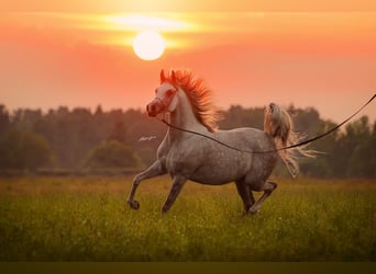 Arabian horses, Mare, 7 years, 15,1 hh, Gray