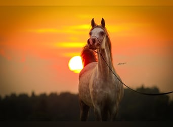 Arabian horses, Mare, 7 years, 15,1 hh, Gray