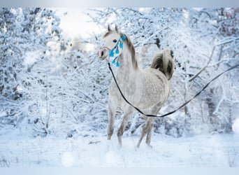 Arabian horses, Mare, 7 years, 15,1 hh, Gray