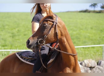 Arabian horses, Mare, 7 years, Chestnut-Red