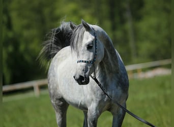 Arabian horses, Mare, 7 years, Gray