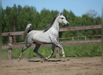 Arabian horses, Mare, 7 years, Gray