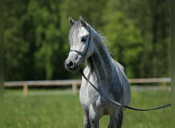 Arabian horses, Mare, 7 years, Gray