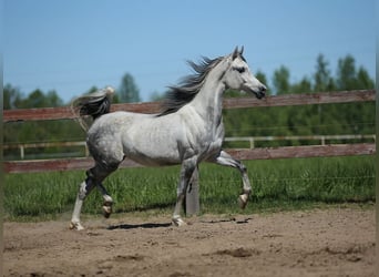Arabian horses, Mare, 7 years, Gray