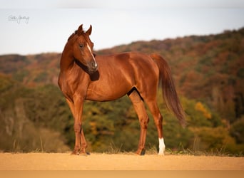 Arabian horses, Mare, 8 years, 14.1 hh, Chestnut-Red