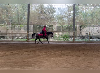 Arabian horses, Mare, 8 years, 14.2 hh, Grey