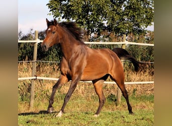 Arabian horses, Mare, 8 years, 14.3 hh, Bay-Dark